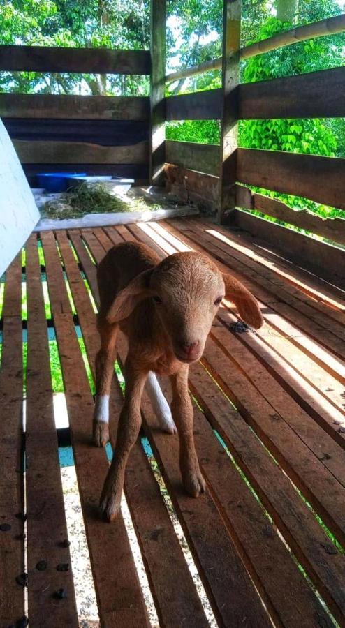 Awanaz Farmstay With Pool And Farm Animal Jitra Kedah Luaran gambar